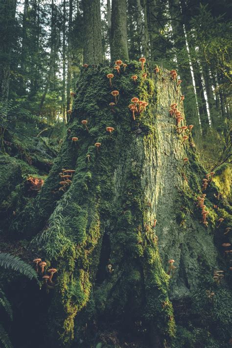 Best Vancouver Bc Images On Pholder Earth Porn City Porn And Vancouver