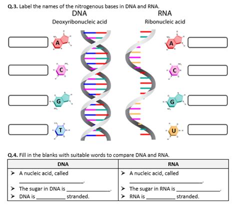 Dna Vs Rna Worksheet