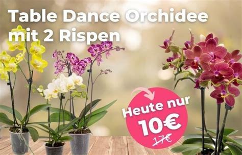 Orchideen Klusmann DE Table Dance Orchideen Zum Verlieben Milled