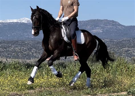 Andalusian Stallion For Sale