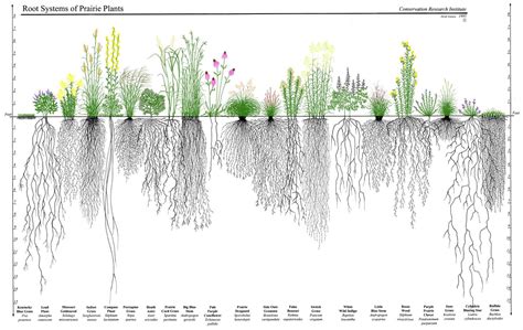 Prairie roots - Driftless Prairies: Native Ecosystems