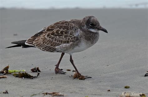 Red Knots or White-rumped Sandpiper?, Piping Plovers, Black-bellied