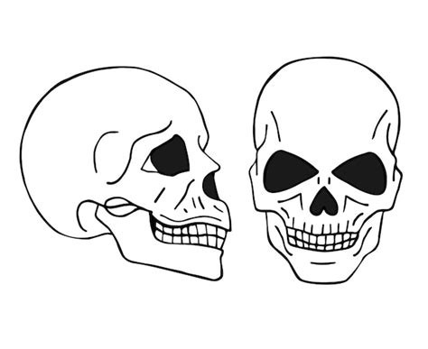 Premium Vector Human Skulls