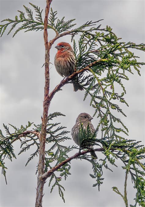 House Finches Dpr Forum