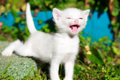 Specials Upland Animal Hospital