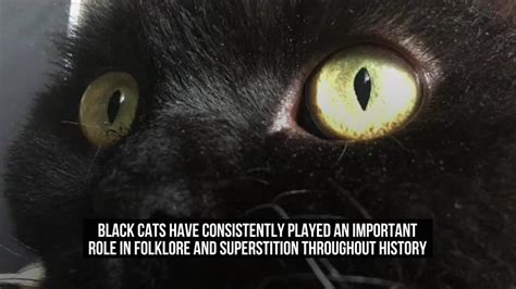 Black Cat Folklore and Superstitions: Explained