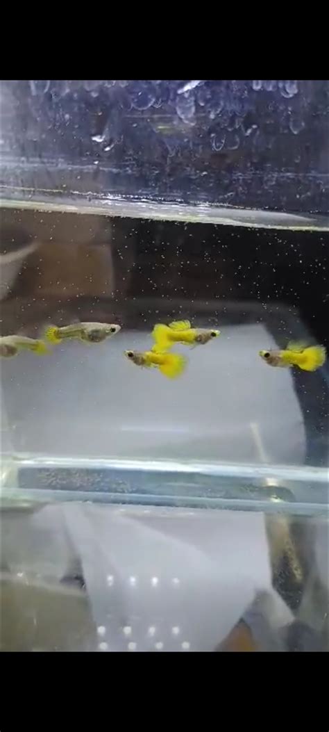 Korn Korn Gold Koi Glass Belly
