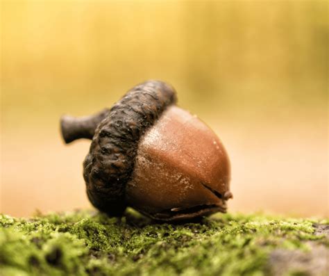 Symbolism Of Acorn Meaning And Significance In Different Cultures