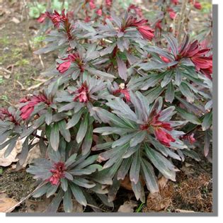 Wilczomlecz migdałolistny purpurea Euphorbia Purpurea