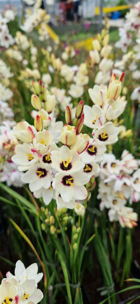 Ixia Spotlight Proctors Nursery