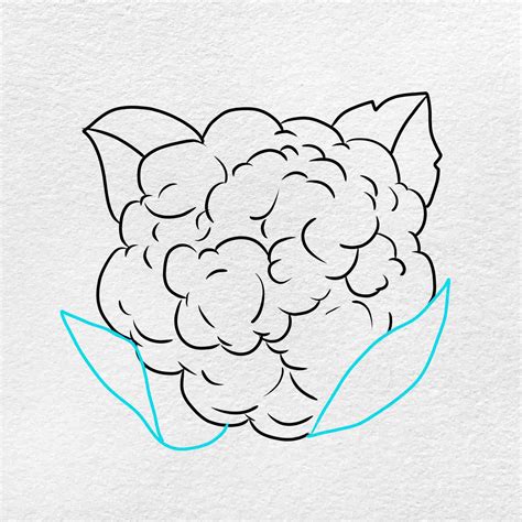 Cauliflower Drawing Images : Cauliflower Sketch Vegetable Vector ...