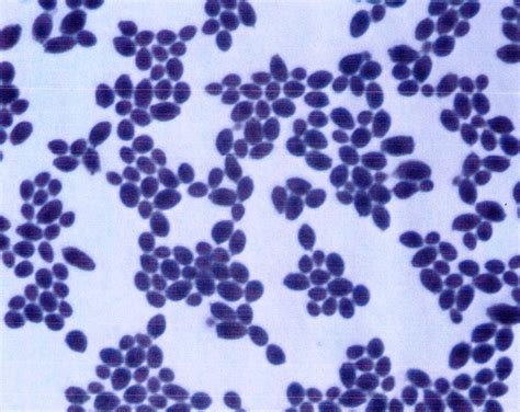 Basic Cytology Of The Avian Gastrointestinal Tract Lafebervet