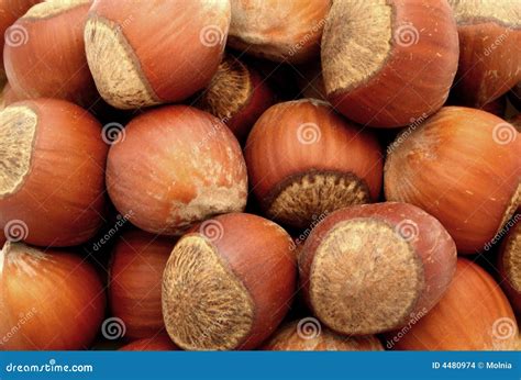 Hazelnut nut nuts food stock photo. Image of isolated - 4480974