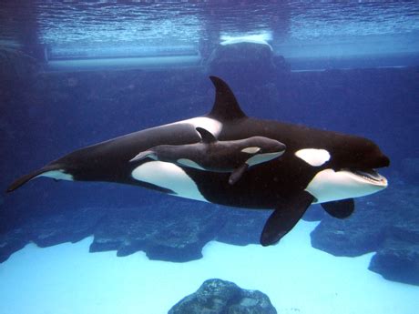 Learn more about Killer Whales | SeaWorld Orlando