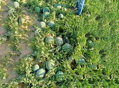 Magseeds Mini Seedless Watermelon Wa01