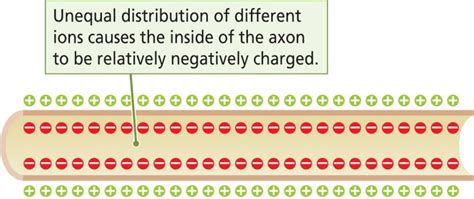 Ions Membrane 1024432 The A Level Biologist Your Hub