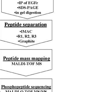 Analytical Strategy For The Identification And Mapping Of The Major EGF