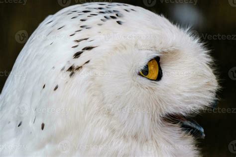 beautiful white owl with yellow eyes and beak 30822797 Stock Photo at ...