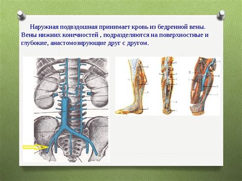 Презентация Артерии и вены