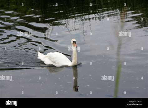 Swan Swimming On River In Uk Stock Photo Alamy