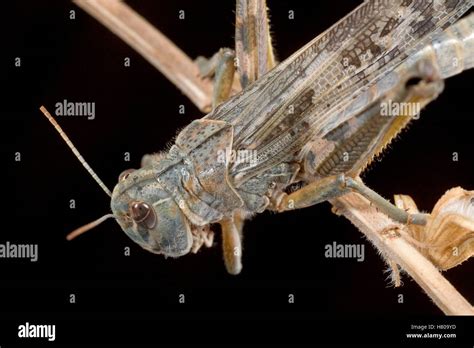 Brown Locust Locustana Pardalina South Africa Stock Photo Alamy