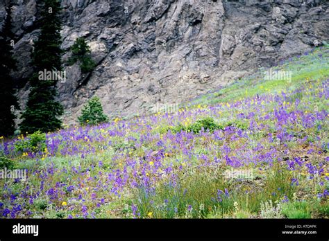 Wildflowers In Meadow Olympic National Park Washington State Stock