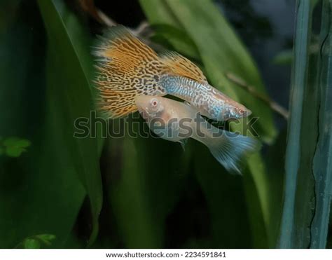 Guppy Fish Albino Yellow Cobra Guppies Stock Photo