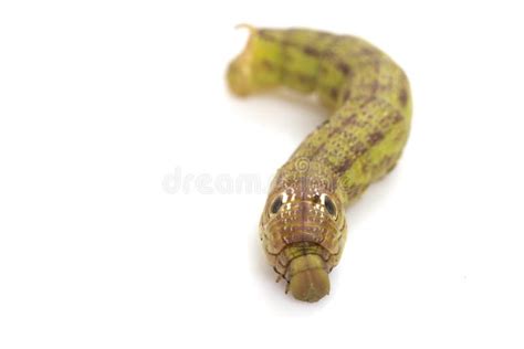 Green Caterpillar Isolated on White Background Stock Photo - Image of ...