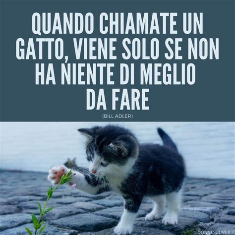 Frasi belle sui gatti Citazioni divertenti sugli animali più