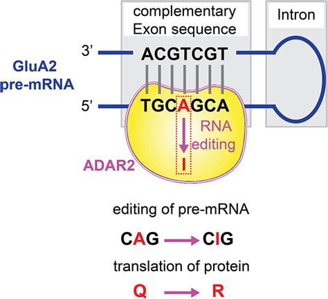 Q R Editing Of Glua Pre Mrna The Rna Processing Machinery Adar Binds