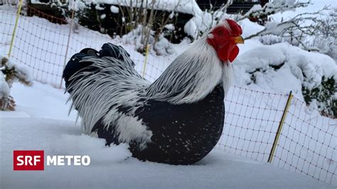 Ade Frühlingsgefühle Wind Regen und sogar Schnee Meteo SRF