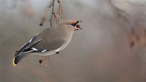 Bohemian Waxwing Wallpapers Wallpaper Cave