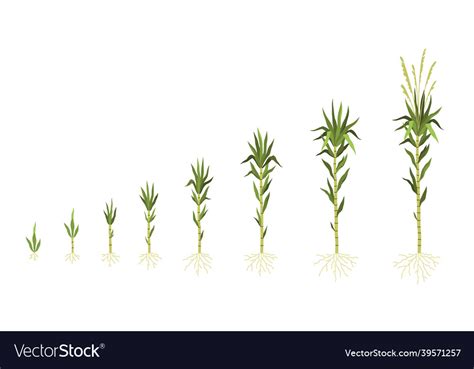 Sugarcane cultivation plant growing process Vector Image