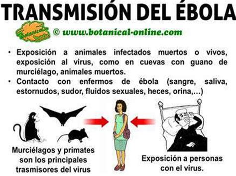 El Ebola Y Sus Causas