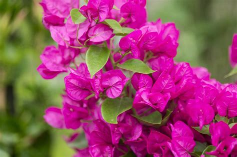 Is Bougainvillea Toxic To Dogs