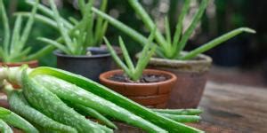 Aloe Aristata Cuidados B Sicos Gu A Pr Ctica