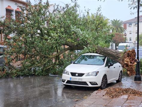 Las fuertes rachas de viento provocan la caída de árboles y de ramas en