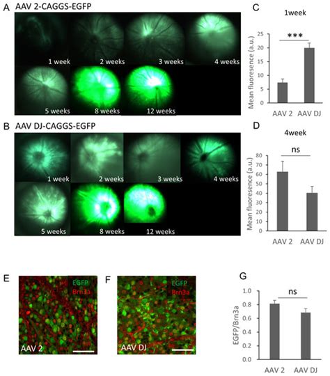 Evaluation Of AAV DJ Vector For Retinal Gene Therapy PeerJ