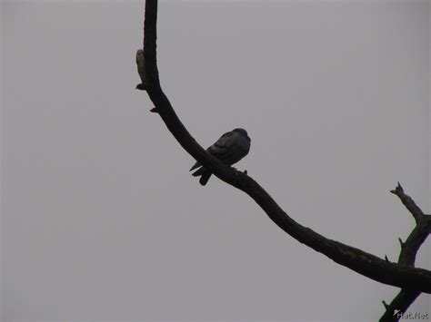 Blue Rock Pigeon Peace Pigeons 100 Thousand Photos
