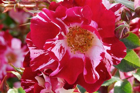 Don Juan Rose Bush