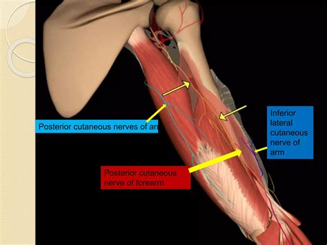 Peripheral Nerves Of Upper Limb [radial Median And Ulnar Nerve] Ppt