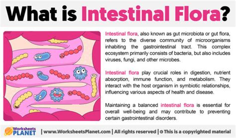 What is Intestinal Flora?