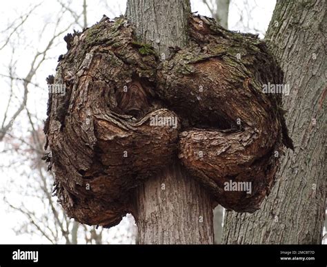 A tree burl at Lake Lansing Park in Haslett, Michigan Stock Photo - Alamy