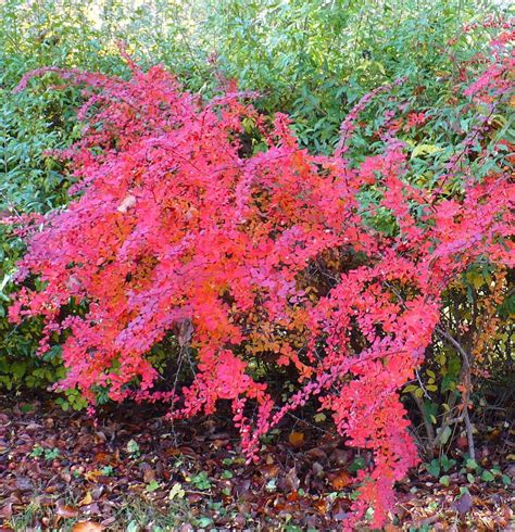 Barberries: Plant Care and Collection of Varieties - Garden.org