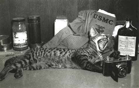 combat-cat-ww2-nl-october-2022 | HistoryNet