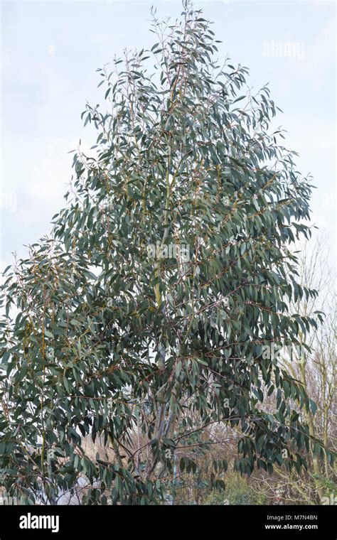 Eucalyptus Pauciflora Subsp Debeuzevillei Stock Photo Alamy