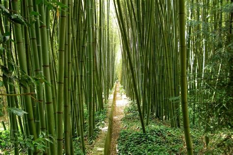 Bamboo Meaning and Symbolism (Flexibility & Growth)