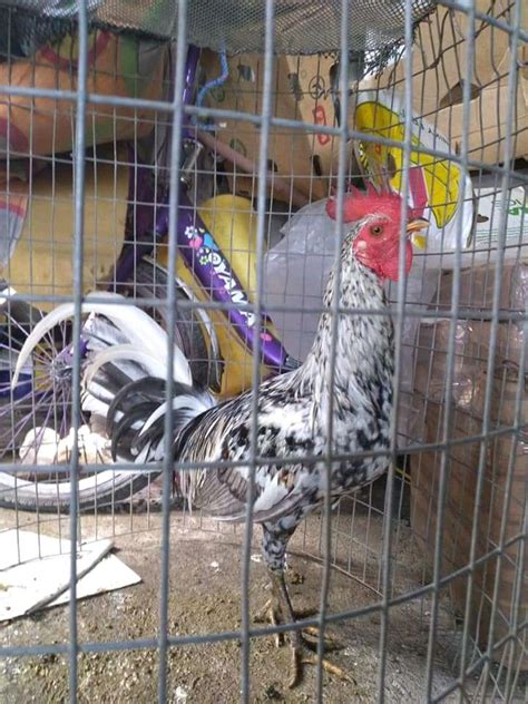 Pin By Delegado On Gallos De Combate Animals Green Fire Rooster