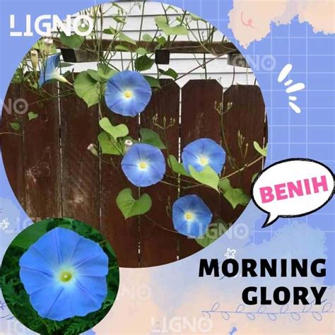 Jual Benih MORNING GLORY BLUE Biji Bunga Shopee Indonesia