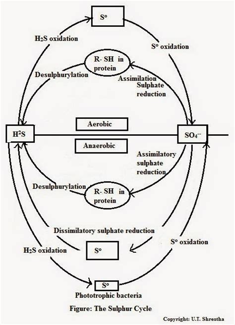 Sulfur Cycle Diagram